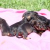 Vrh B